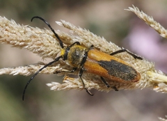Crossidius suturalis