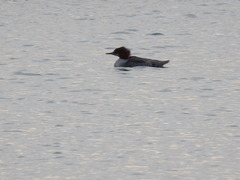 Mergus merganser