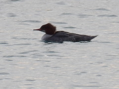 Mergus merganser