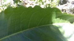 Silphium terebinthinaceum