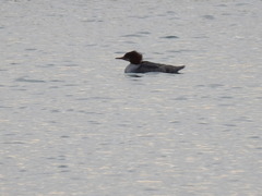 Mergus merganser