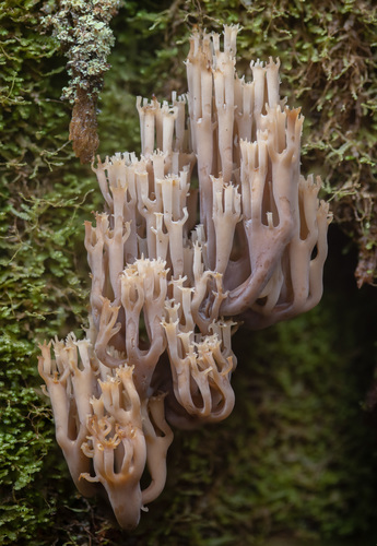 Artomyces piperatus