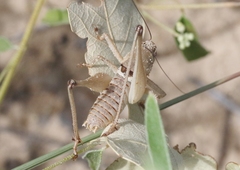 Pediodectes haldemanii