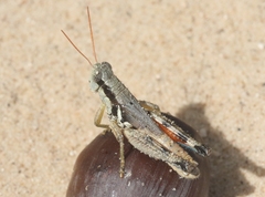 Melanoplus glaucipes