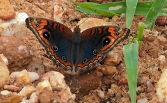 Junonia genoveva