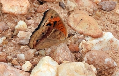 Junonia genoveva