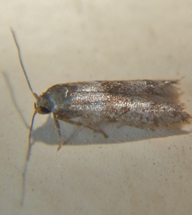 Blastobasis pulchella