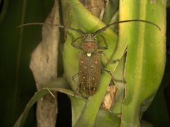 Batocera rufomaculata
