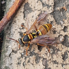 Polistes humilis synoecus