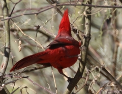 Cardinalis cardinalis superbus