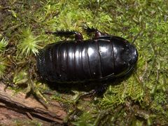 Panesthia triangulifera