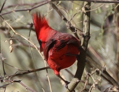 Cardinalis cardinalis superbus