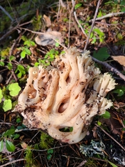 Ramaria maculatipes