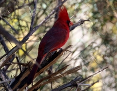 Cardinalis cardinalis superbus