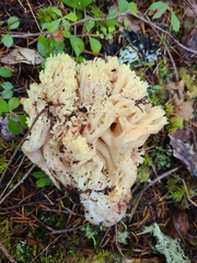 Ramaria maculatipes