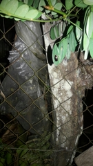 Brachyplatys subaeneus