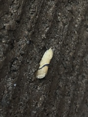 Ponometia venustula