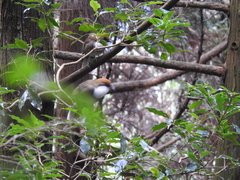 Pterorhinus ruficeps