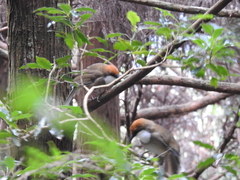 Pterorhinus ruficeps