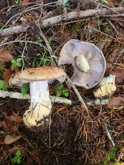 Cortinarius riederi