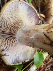 Cortinarius riederi