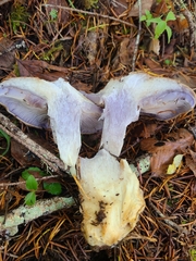Cortinarius riederi