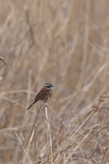 Emberiza cioides