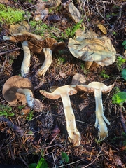 Cortinarius pinophilus