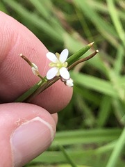 Rorippa laciniata