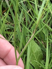 Rorippa laciniata