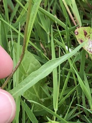Rorippa laciniata