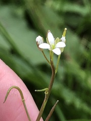 Rorippa laciniata