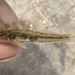 Shadow Goby - Photo (c) prickly_sculpin, some rights reserved (CC BY-NC), uploaded by prickly_sculpin