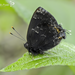 Black Hairstreak - Photo (c) Eduardo Axel Recillas Bautista, some rights reserved (CC BY-NC), uploaded by Eduardo Axel Recillas Bautista