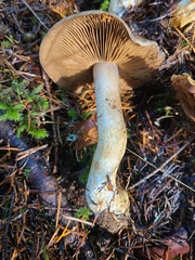 Cortinarius pinophilus