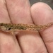 Cheekspot Goby - Photo (c) prickly_sculpin, some rights reserved (CC BY-NC), uploaded by prickly_sculpin