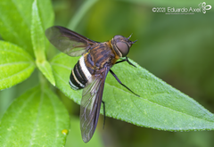 Exoprosopa rostrifera