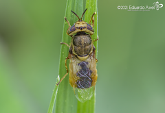 Hedriodiscus dorsalis