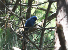 Aphelocoma unicolor
