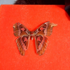 Attacus