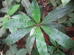 Palisota pedicellata