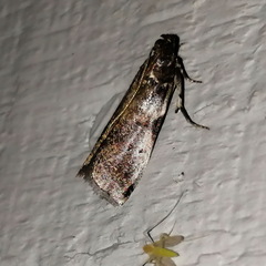 Acrobasis comptella