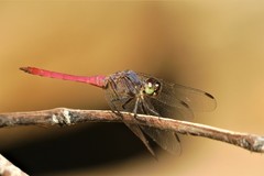 Orthetrum migratum