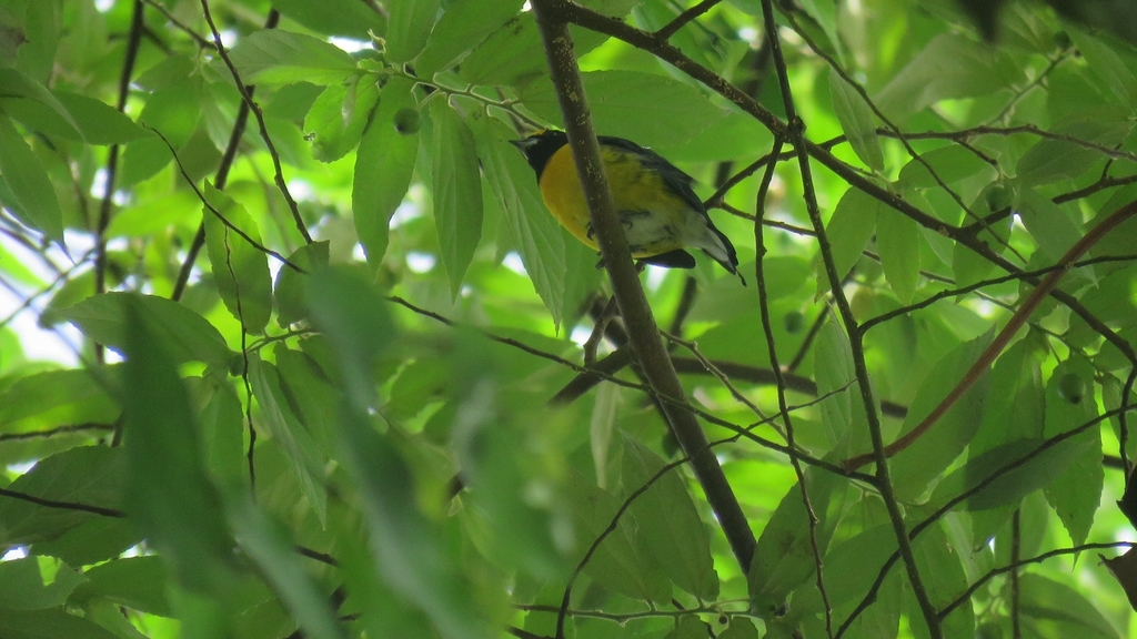 White-vented Euphonia