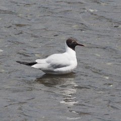 Chroicocephalus ridibundus