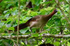 Ortalis erythroptera