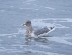 Larus argentatus × glaucescens