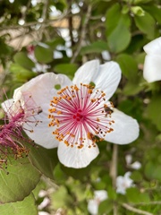 Hibiscus arnottianus