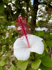 Hibiscus arnottianus