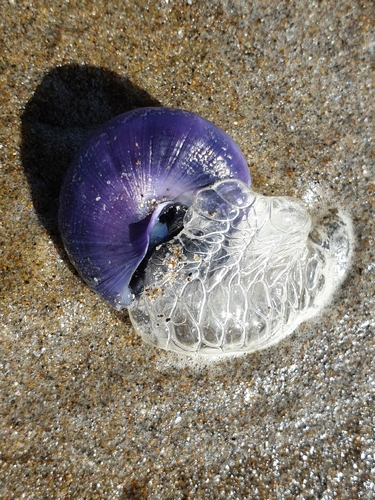 photo of Violet Sea Snail (Janthina janthina)